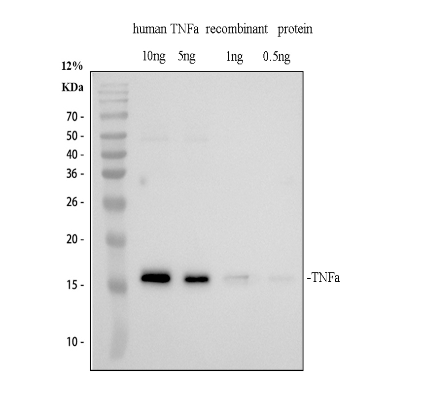 Human TNF alpha recombinant protein